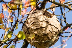 Frelon asiatique : reprenons le piégeage d’automne