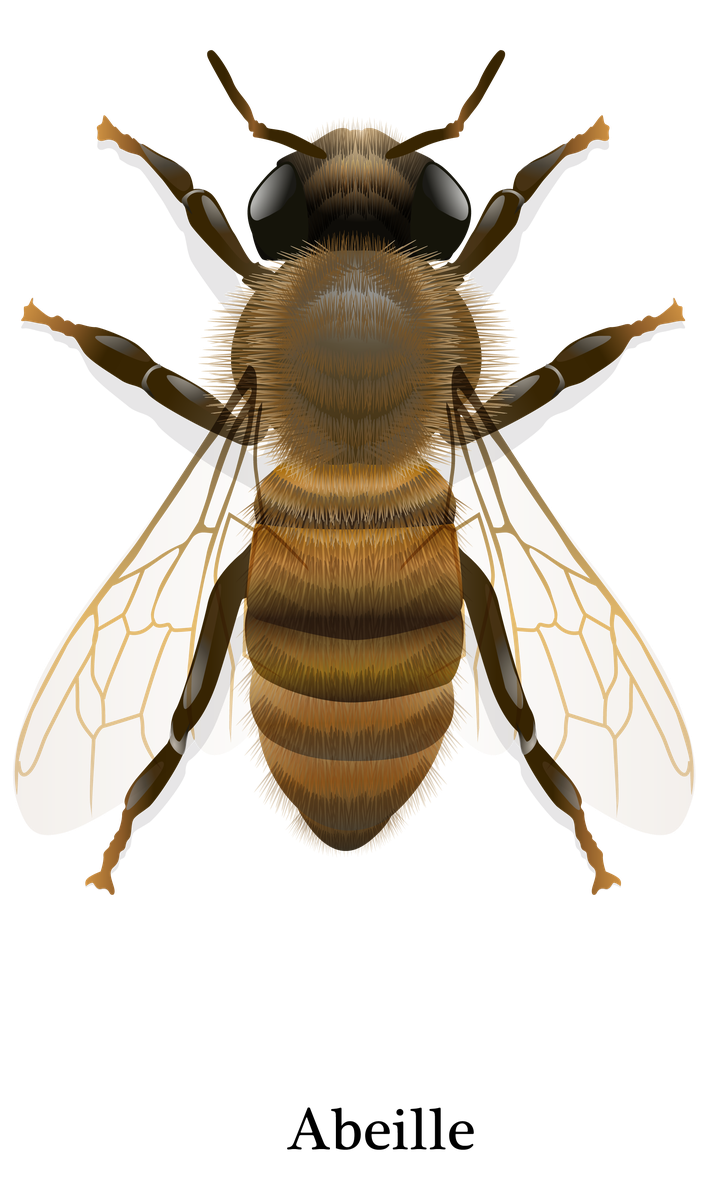 Abeille