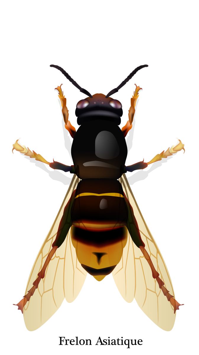 Frelon Asiatique