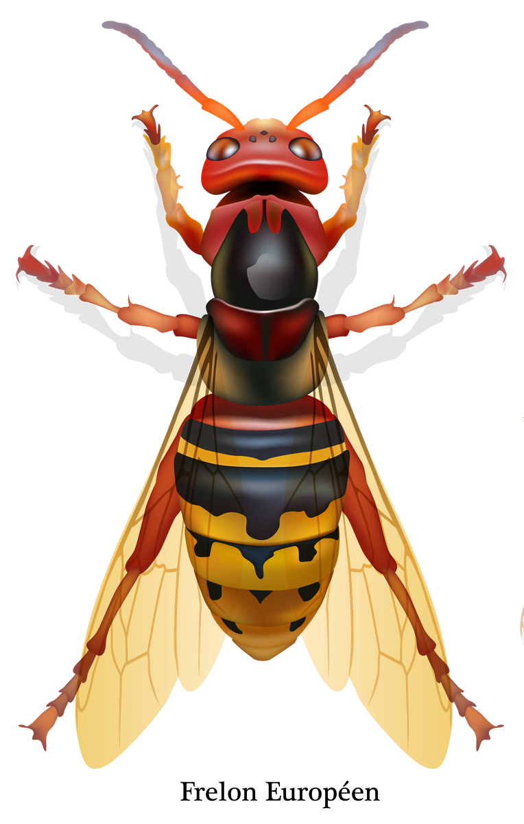 Frelon Europeen