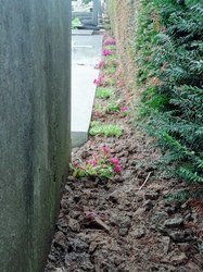  Cimetière de Lessines 