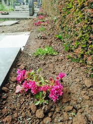 Cimetière de Lessines