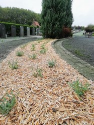  Cimetière de Lessines 