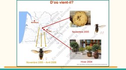  Frelon Asiatique Lessines 25032026 Page 03 
