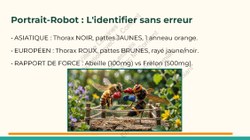 Frelon Asiatique Lessines 25032026 Page 06 