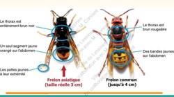  Frelon Asiatique Lessines 25032026 Page 08 