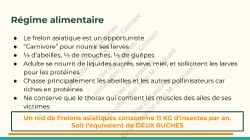  Frelon Asiatique Lessines 25032026 Page 10 