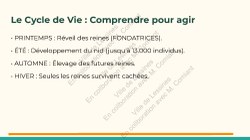  Frelon Asiatique Lessines 25032026 Page 11 