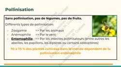  Frelon Asiatique Lessines 25032026 Page 15 