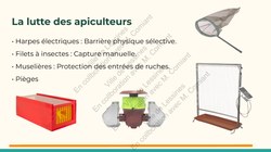  Frelon Asiatique Lessines 25032026 Page 17 