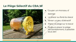  Frelon Asiatique Lessines 25032026 Page 20 