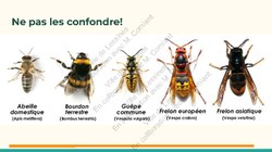  Frelon Asiatique Lessines 25032026 Page 23 