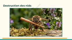  Frelon Asiatique Lessines 25032026 Page 24 