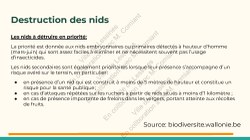  Frelon Asiatique Lessines 25032026 Page 25 
