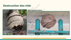 Frelon Asiatique Lessines 25032026 Page 26