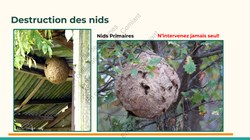  Frelon Asiatique Lessines 25032026 Page 27 