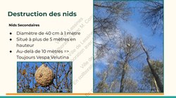  Frelon Asiatique Lessines 25032026 Page 28 