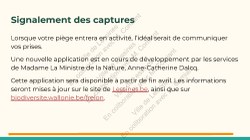  Frelon Asiatique Lessines 25032026 Page 31 